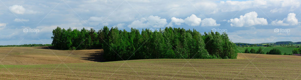 Field with forest