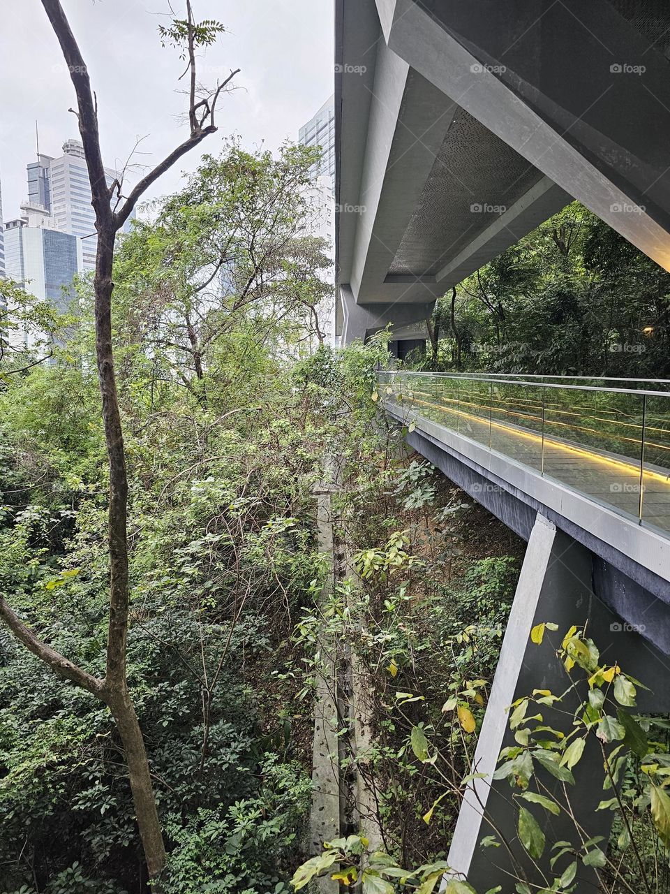 trees by the footbridge at the Asia Society Hong Kong Center