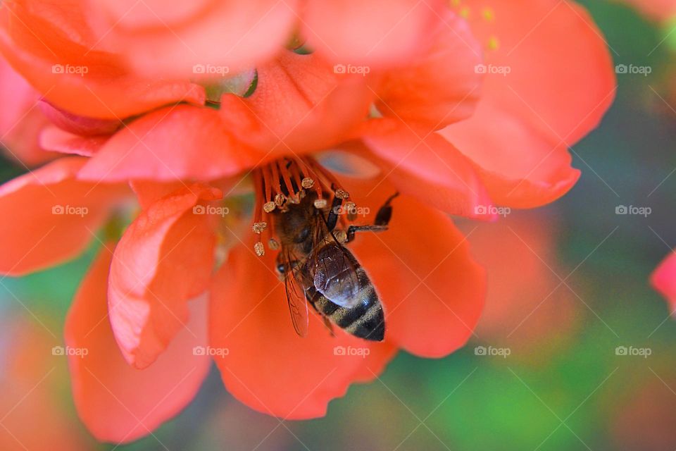 Complementary Colors