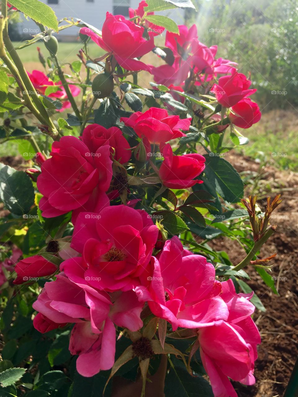 Red Roses