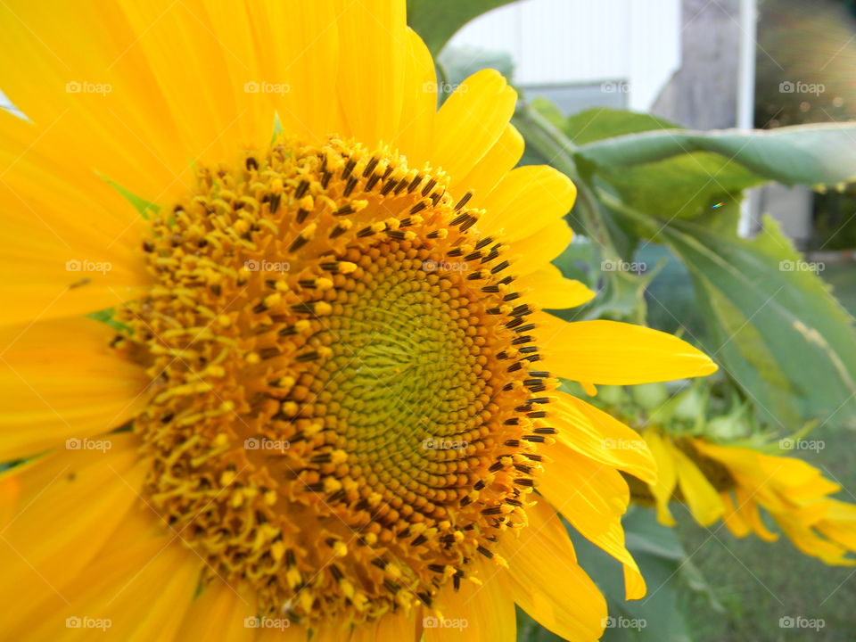 sunflower