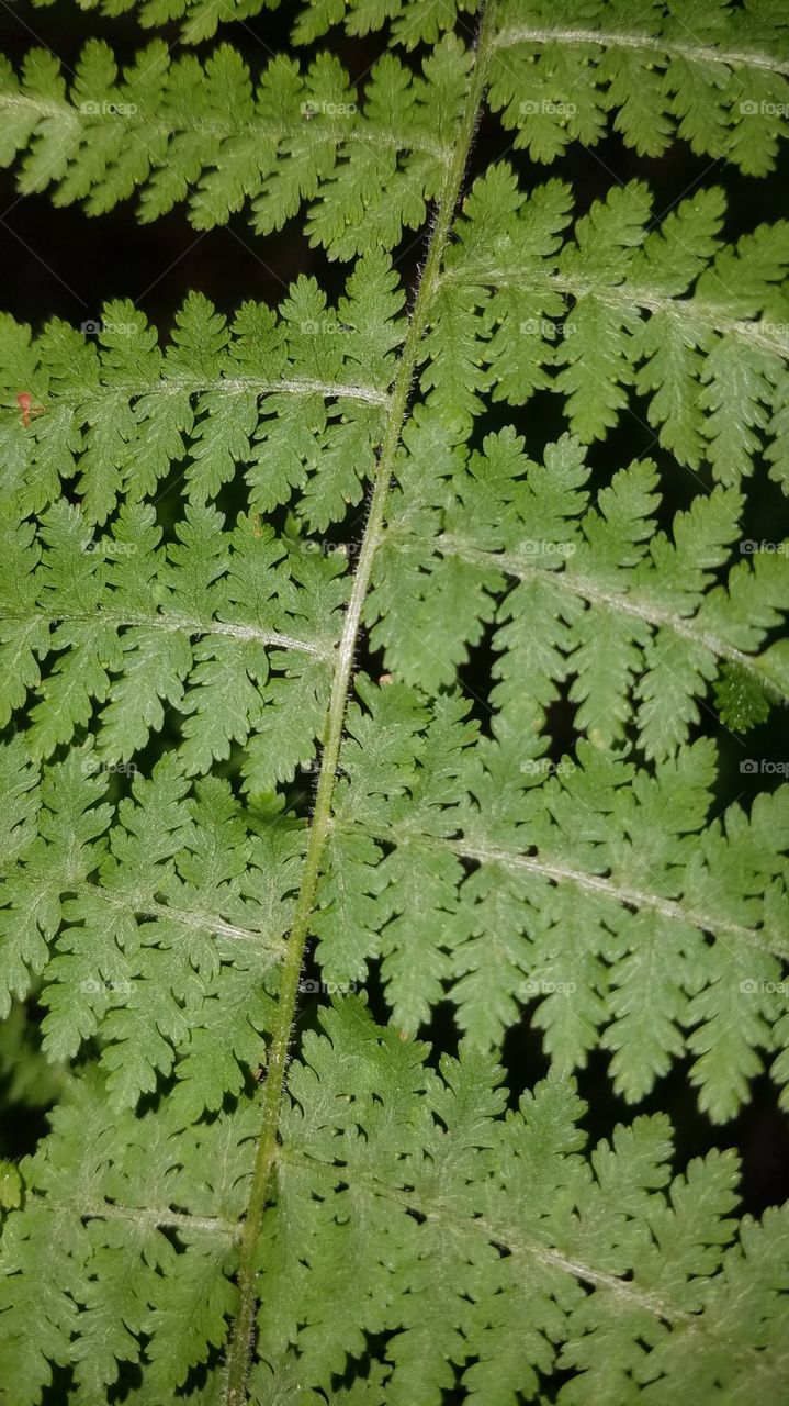 ferns