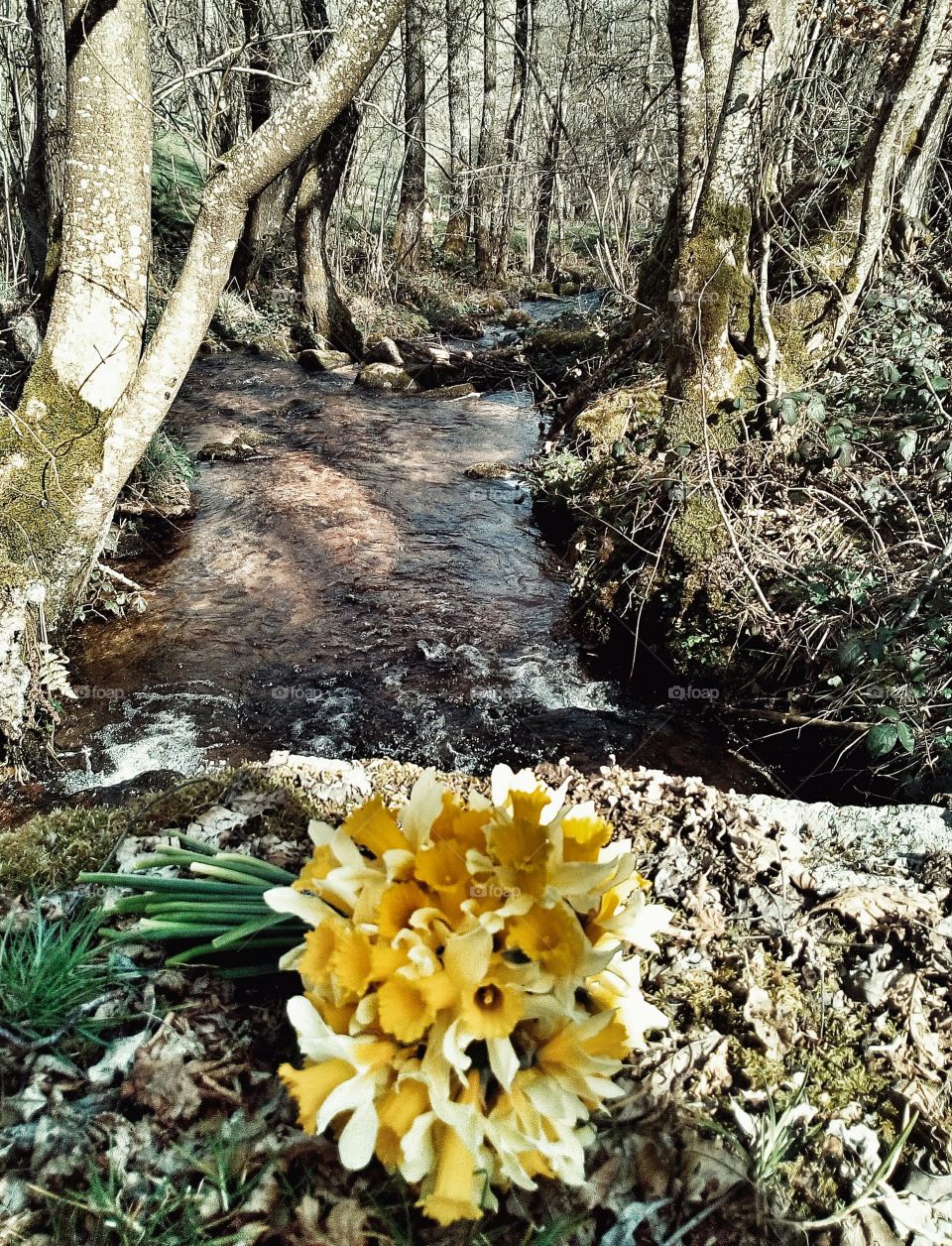 Un bouquet de jonquilles ramasser dans la forêt