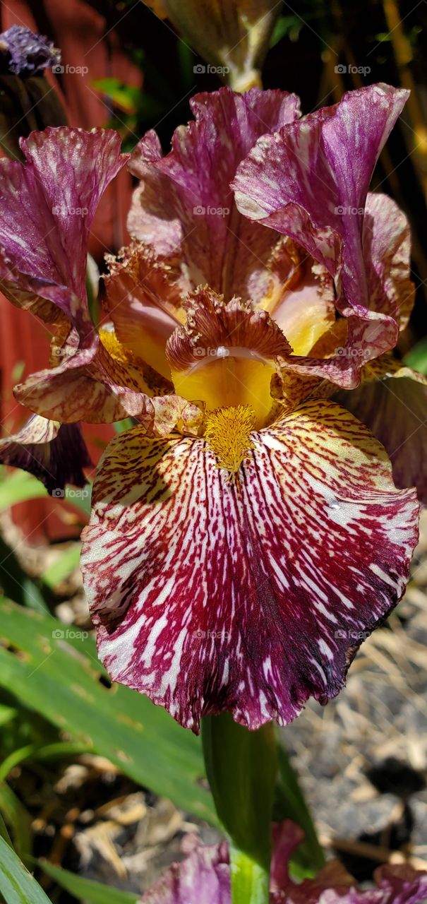 Bearded Iris