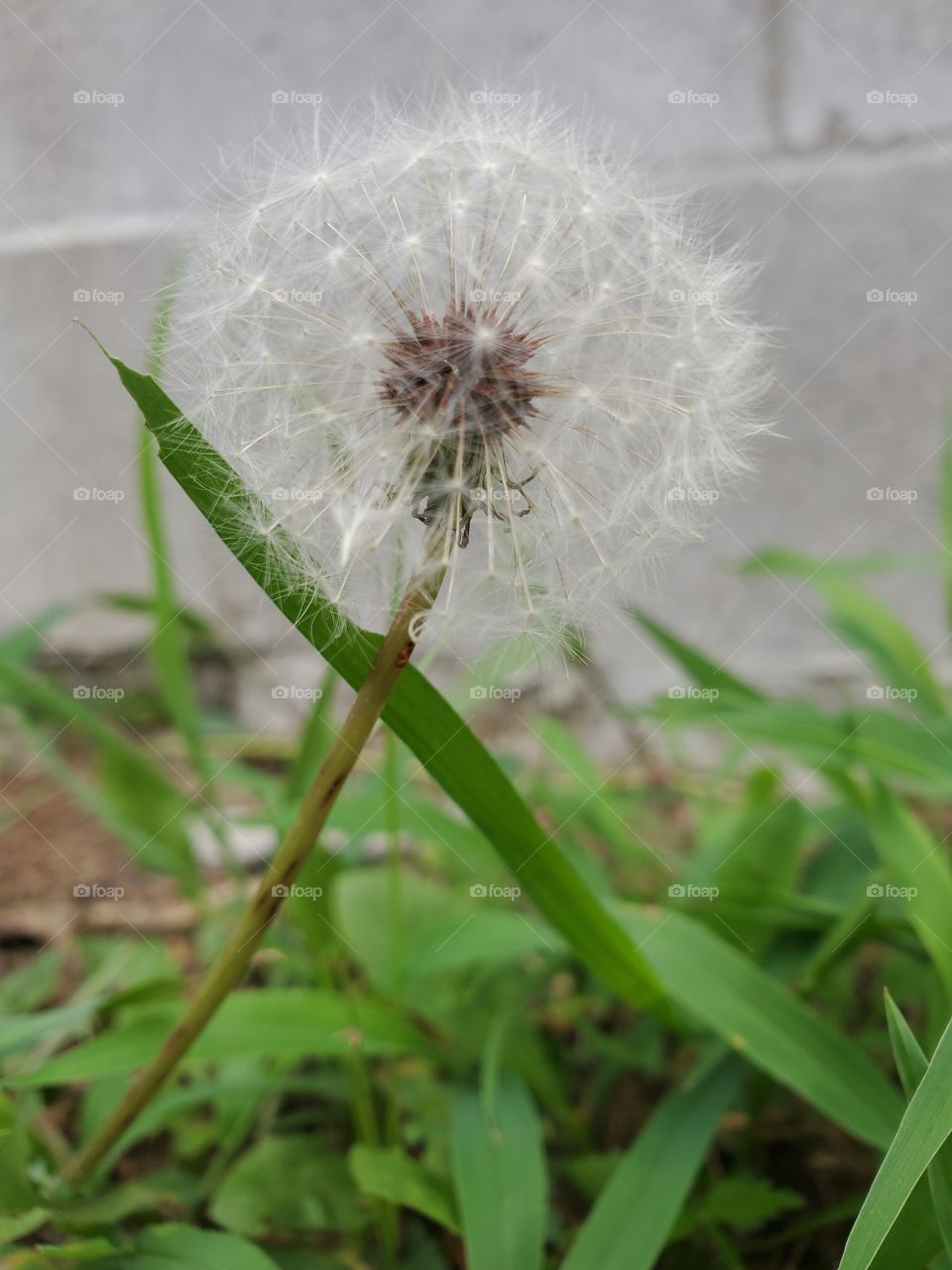 single dandelion