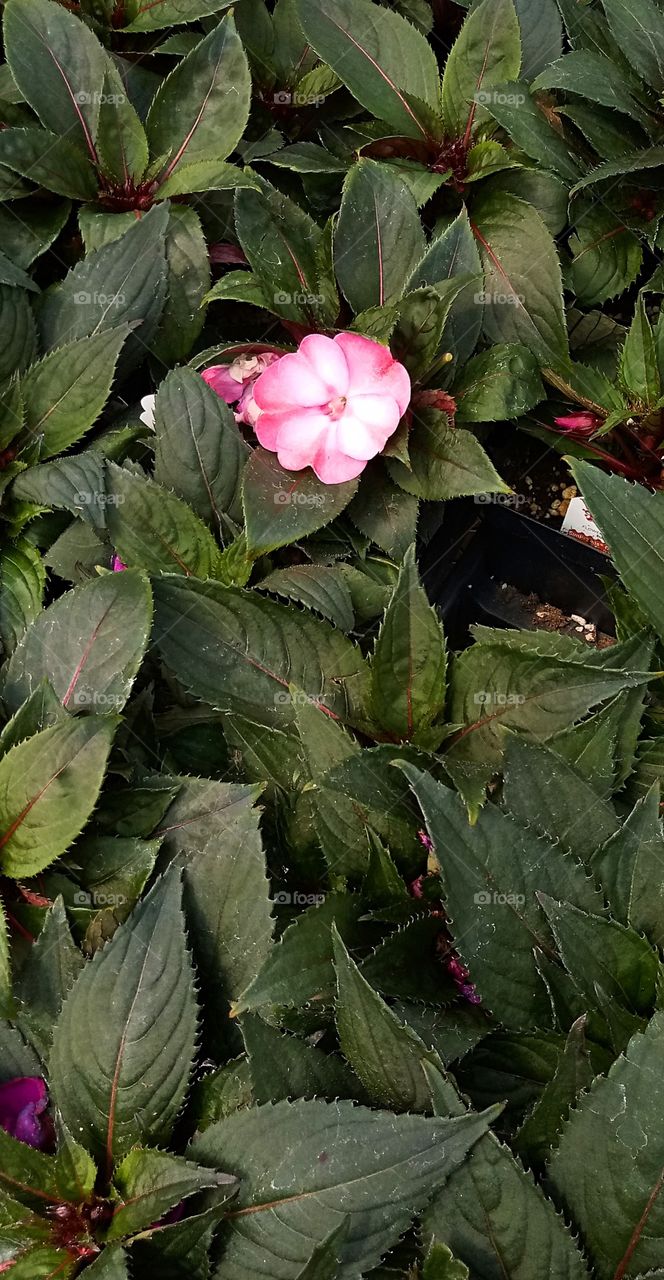 a single pink and white flower poking out of a field of dark leaves