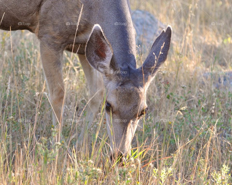 A deer grazes on grass during sunrise on a beautiful summer morning. This is a peaceful shot.