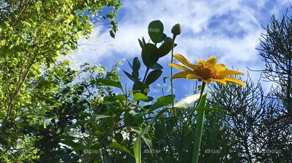 Looking up at a yellow flower