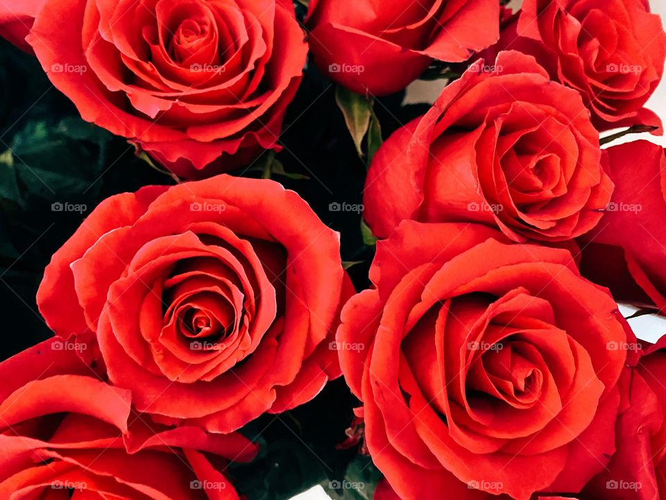 Close up of red roses