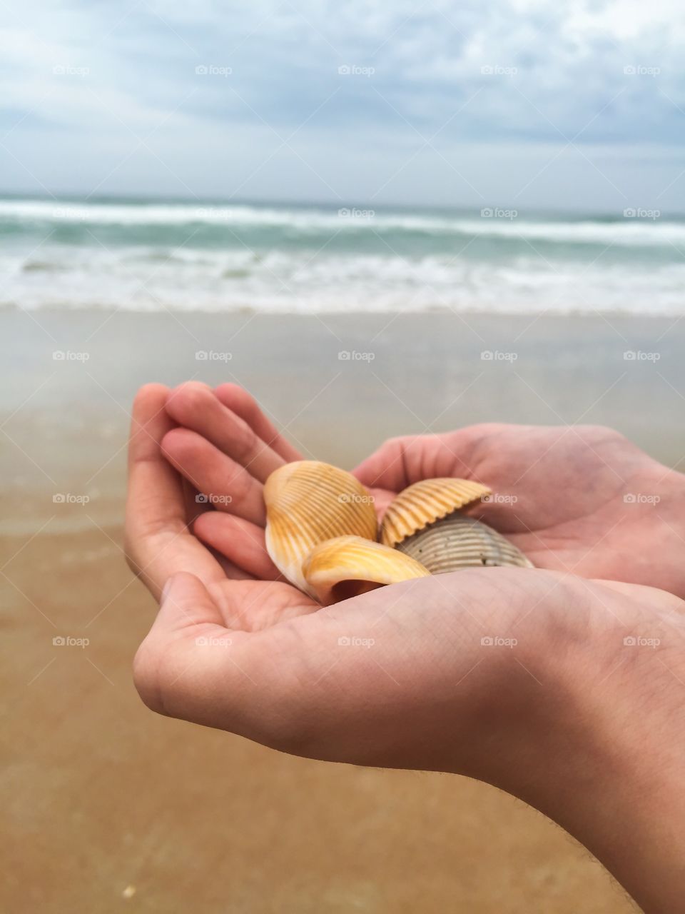 Yellow Seashells