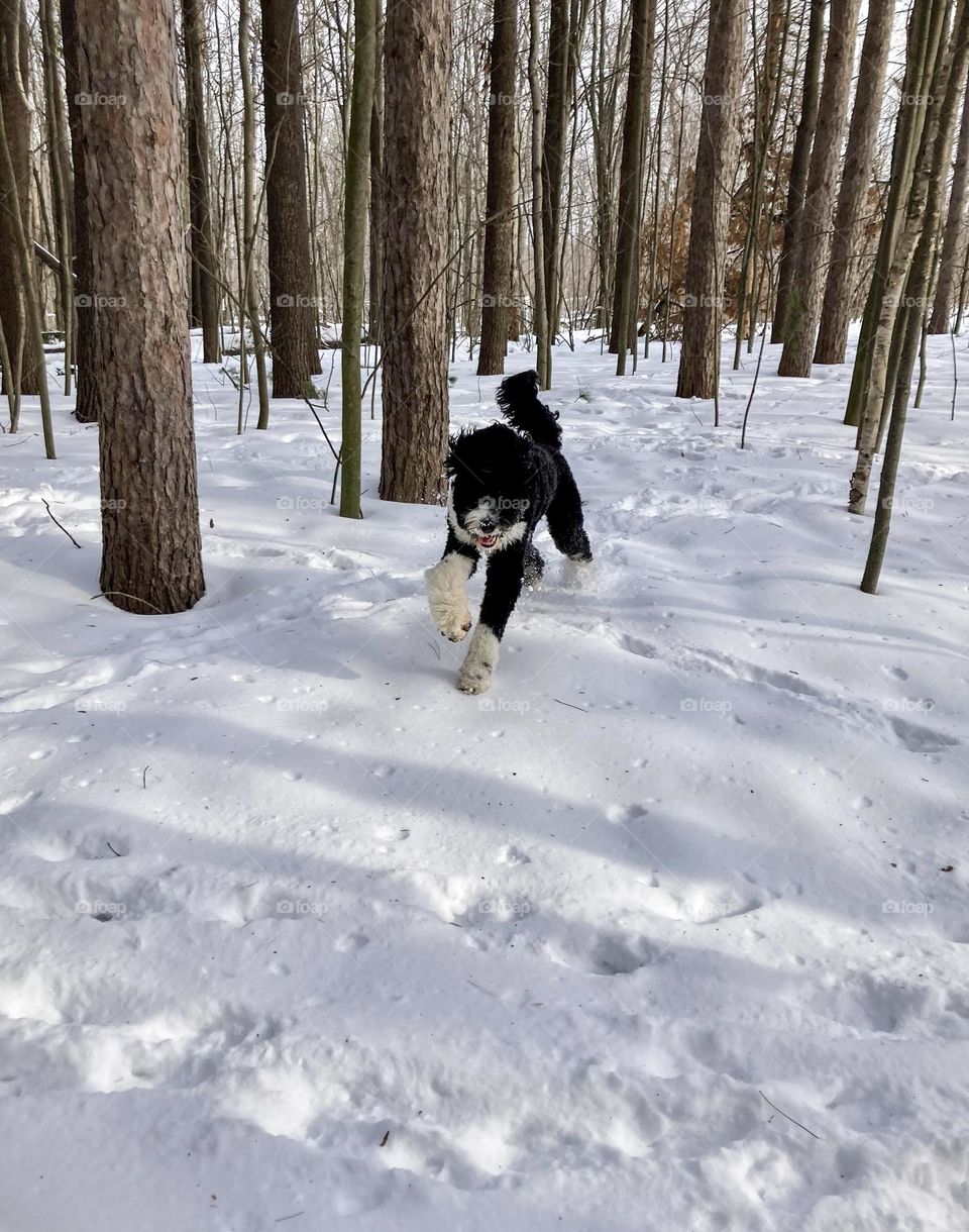 Weaving within the winter woods. 