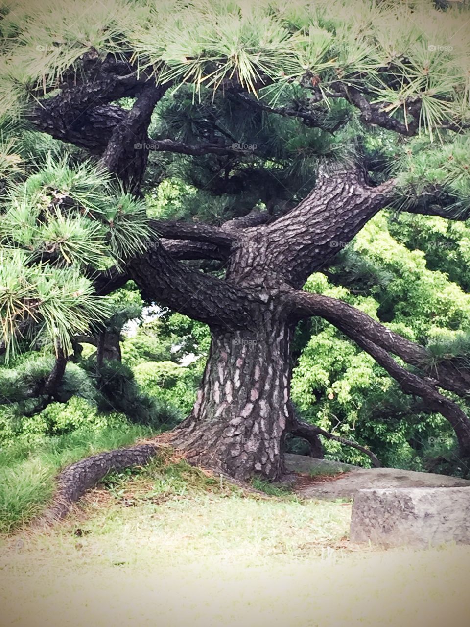 Bonsai Tree. Japanese traditional bonsai tree