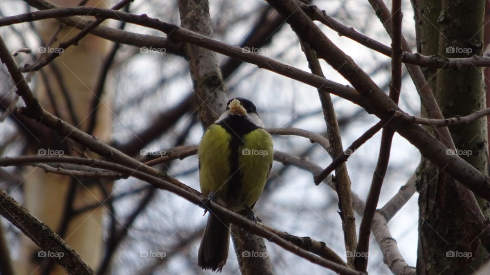 one bird sings, another bird in its beak holds food