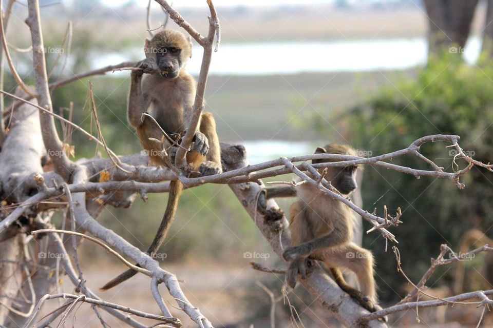 Baboons at play