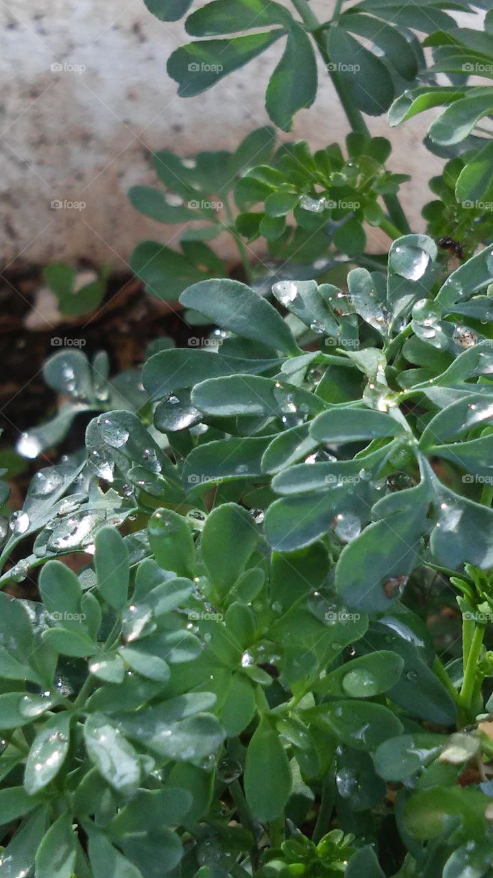 Flora, Leaf, Nature, Growth, Garden