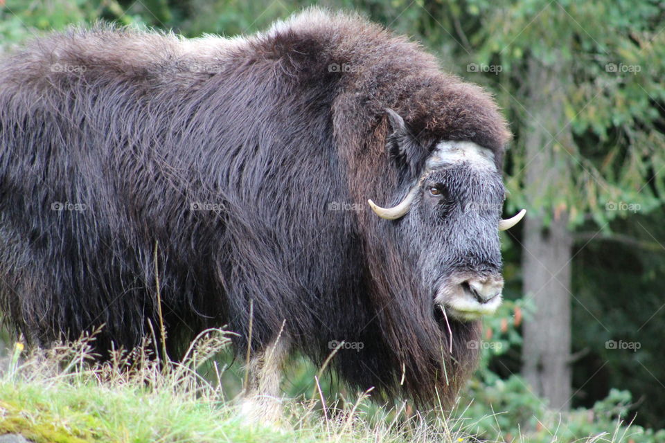 muskox