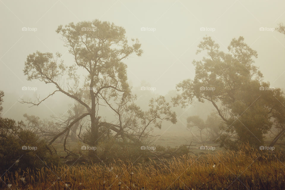 Autumn misty landscape at early morning 