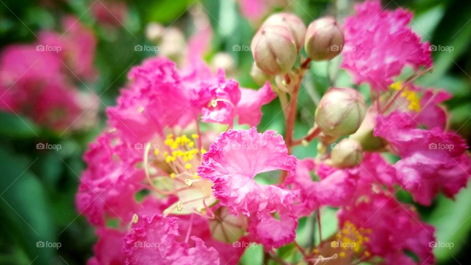 Pink Crape Myrtle Blooms