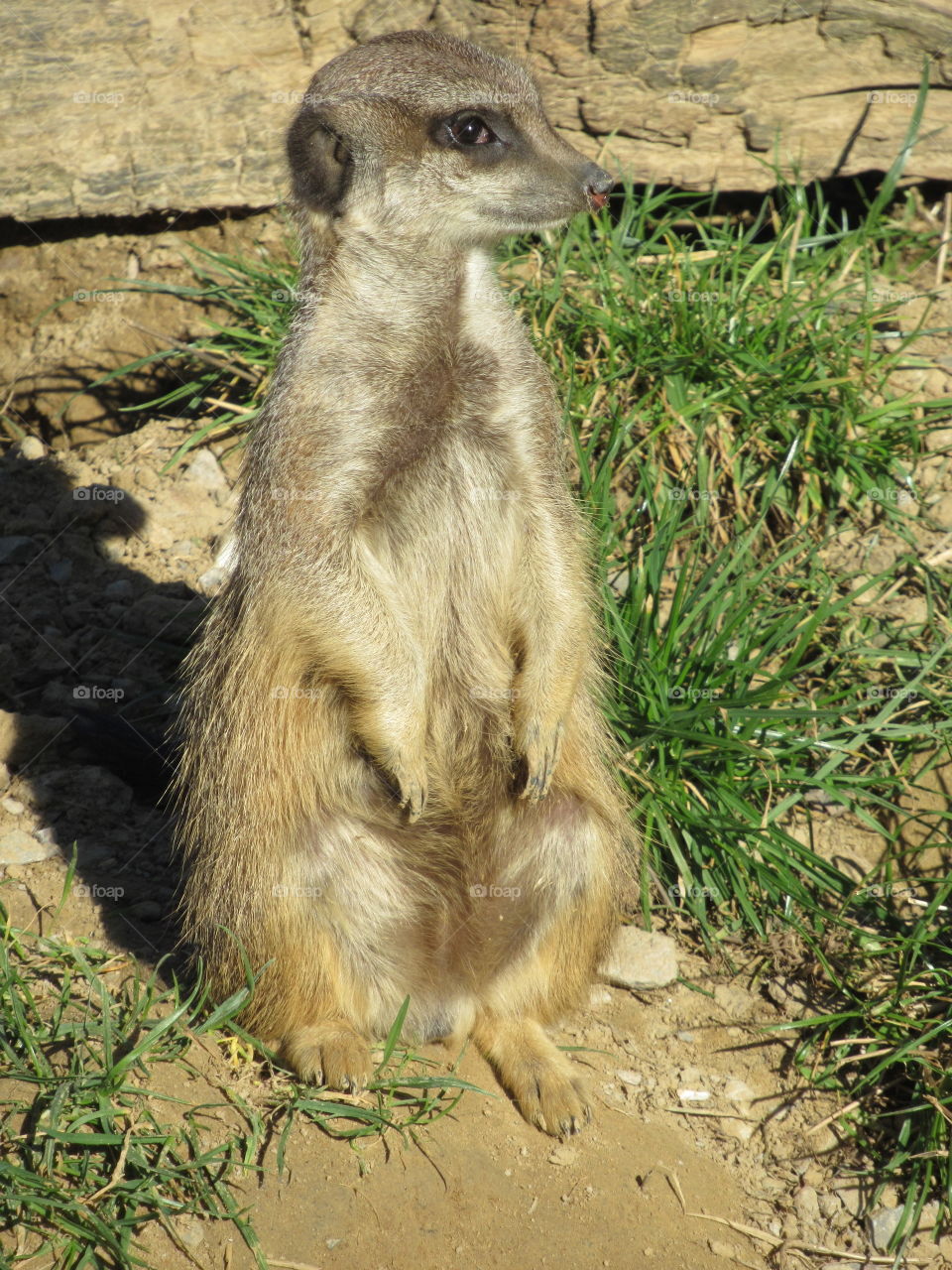 meerkat on the alert at cologne zoo