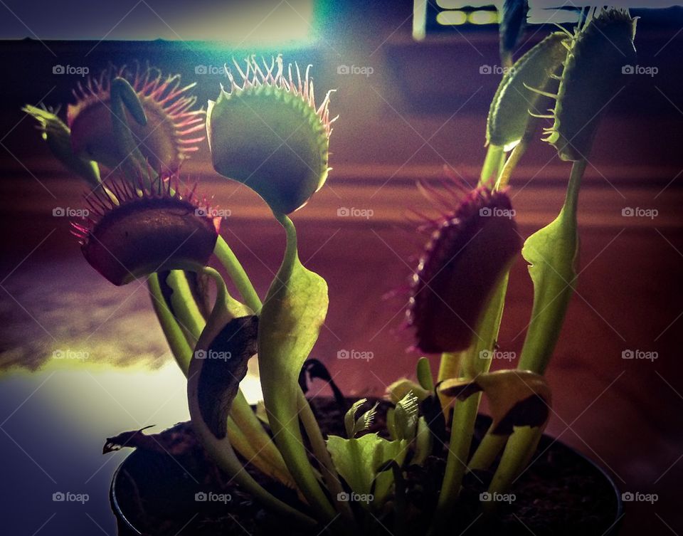 Venus flytrap