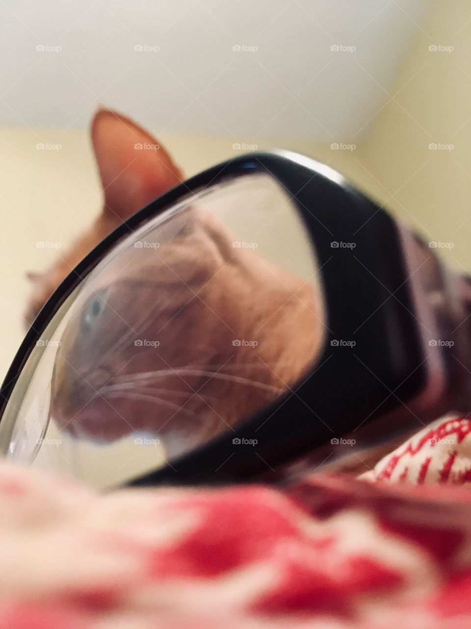 Ginger kitty through black glasses 👓