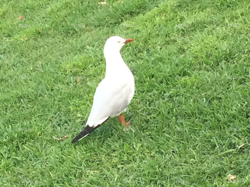 Bird at park