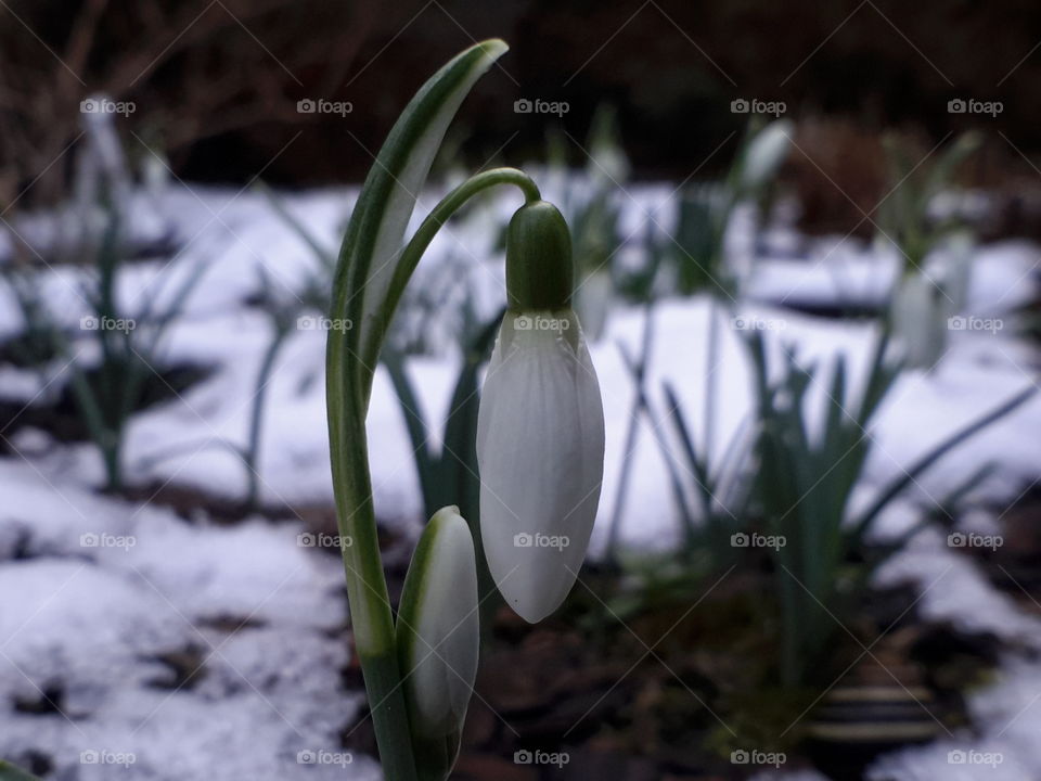 Snowdrop flower buds in bloom