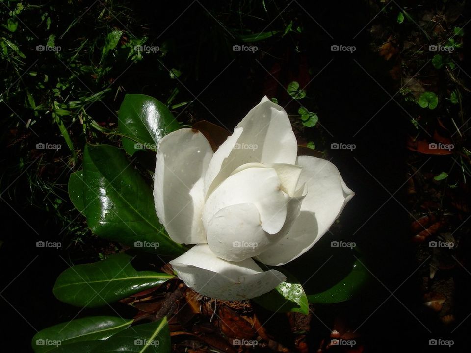 Magnolia blossom