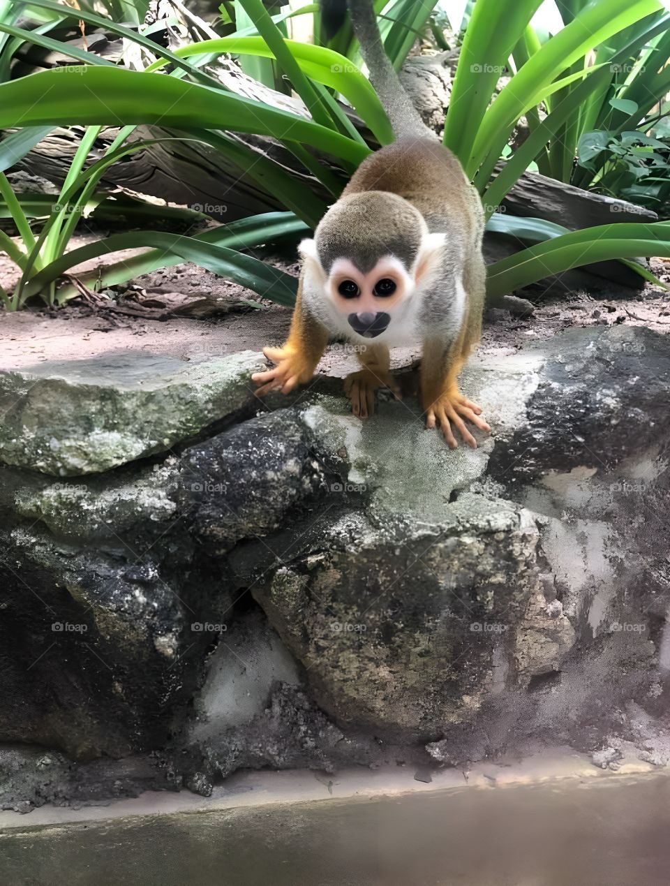 less monkeys from the forest hesitate to come and play with me