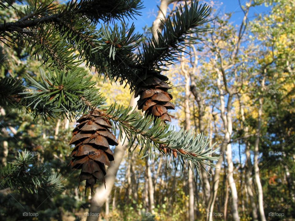Pine cones