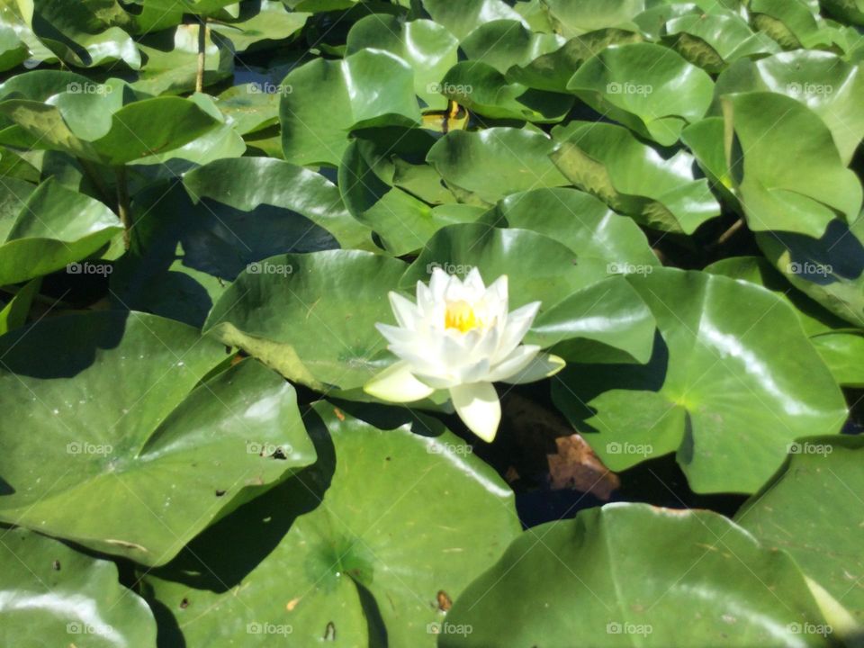 A water lily amongst the lily pads
