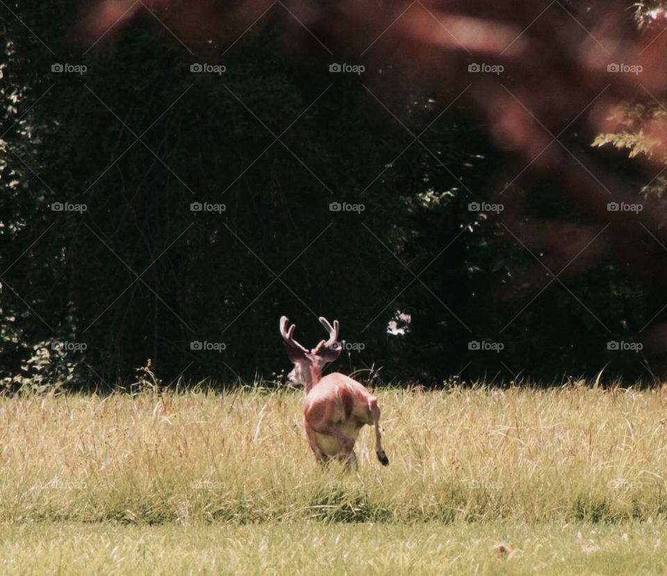 Buck On The Run. Male Deer headed across the open field about 1000 feet away !