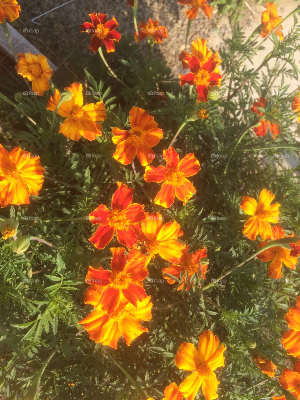 Marigolds 2