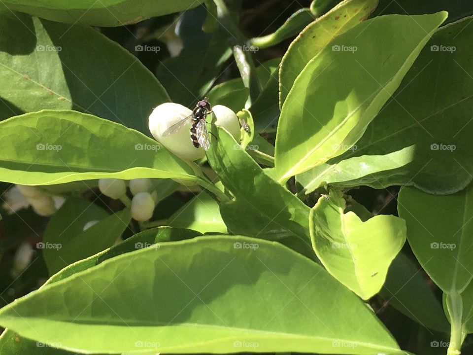 Australian bee gathering pollen from an orange blossom stamen