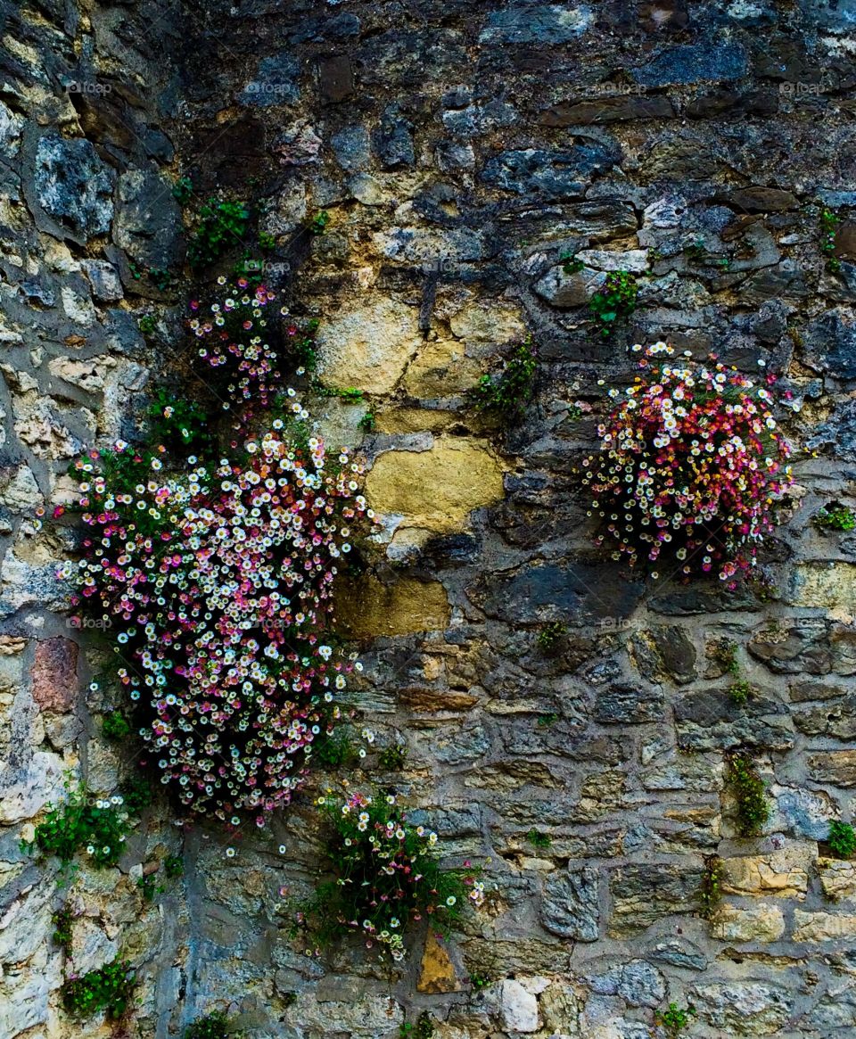 Nature Prevails. Wall in Oxford, England with flowers growing out of it
