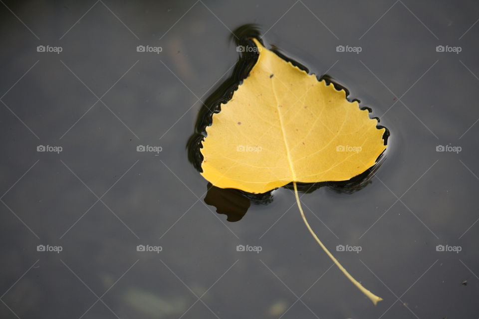 Yellow leaf floating in water