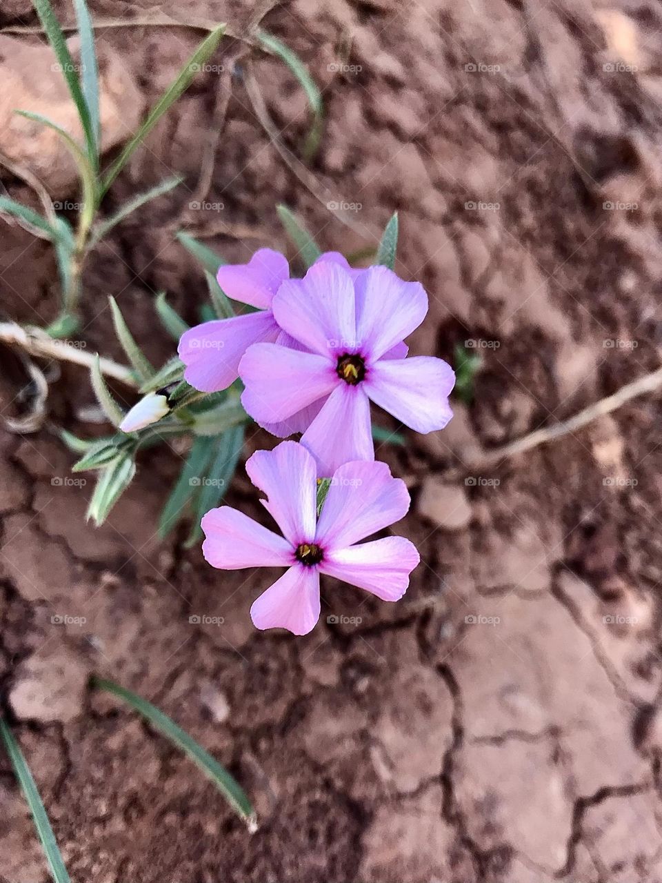 Showy Phlox Purple Flowers