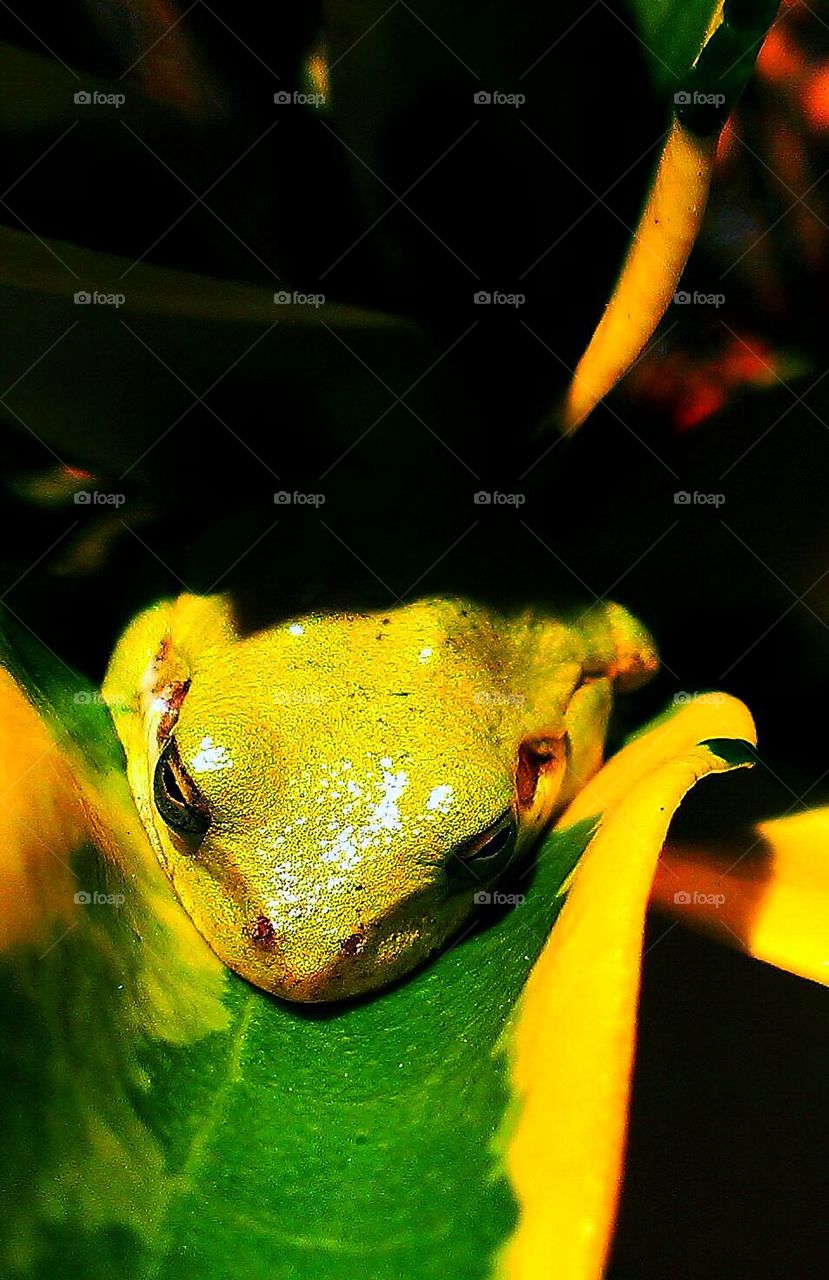 tree frog on a leaf