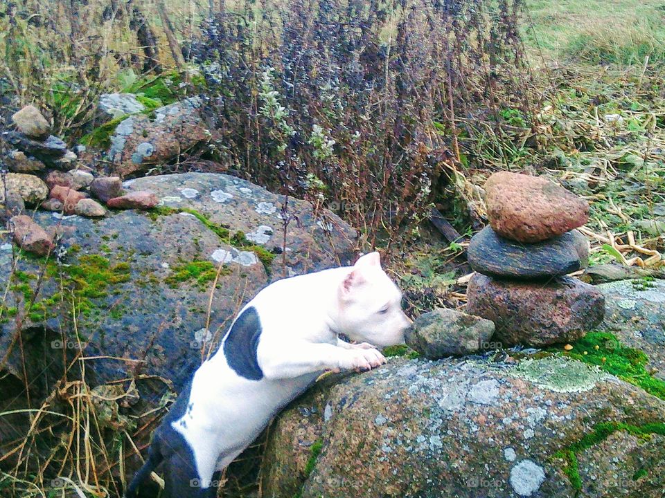 Собака и каменные идолы