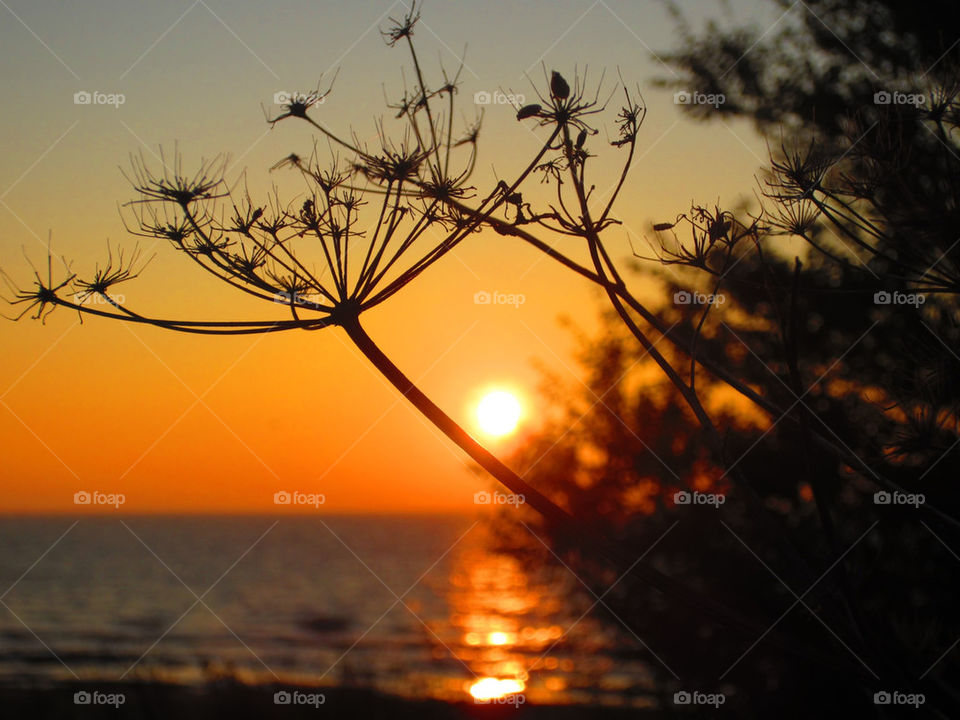 beach nature flower dark by jaffarali