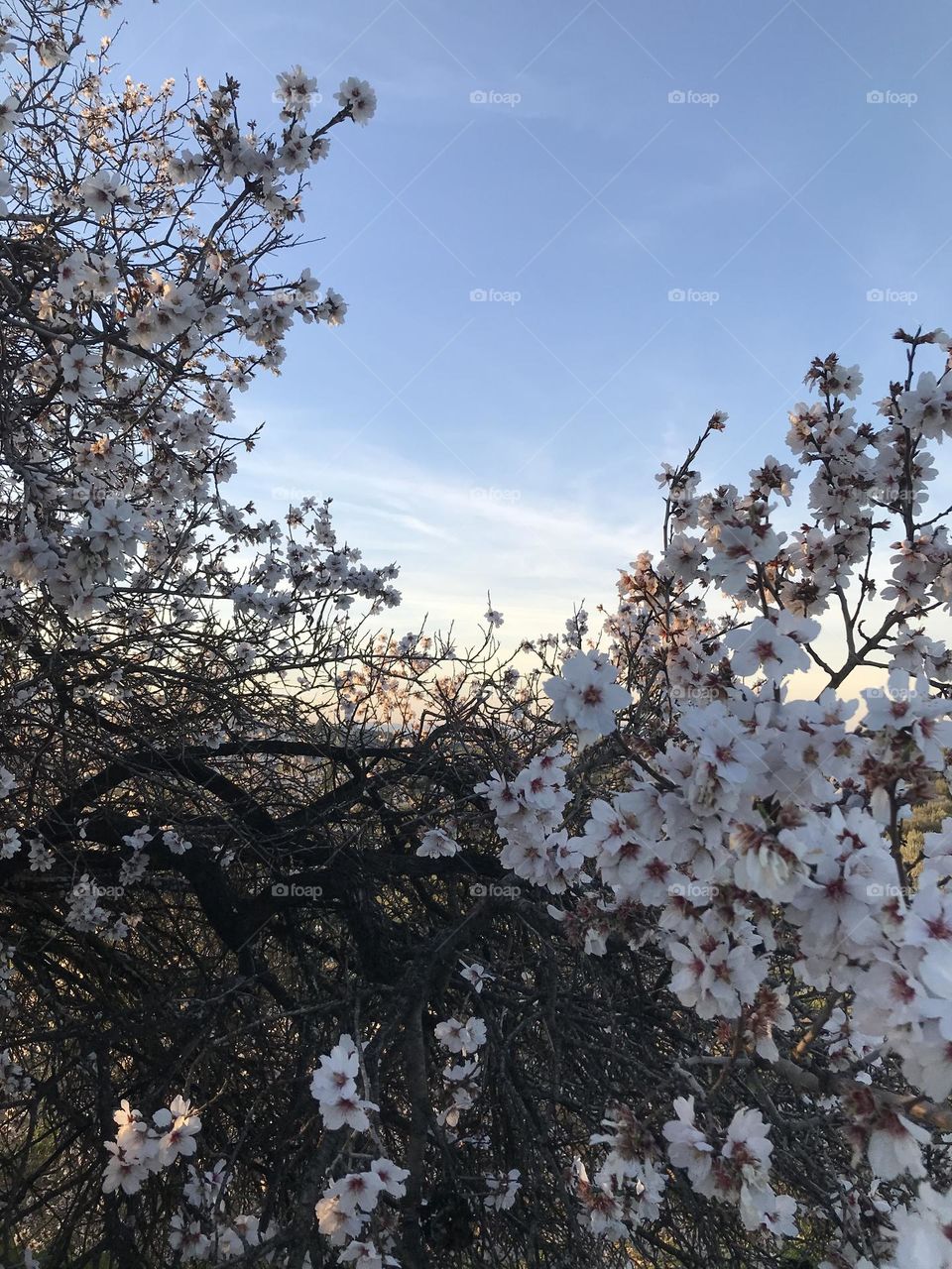 Almendros en flor 