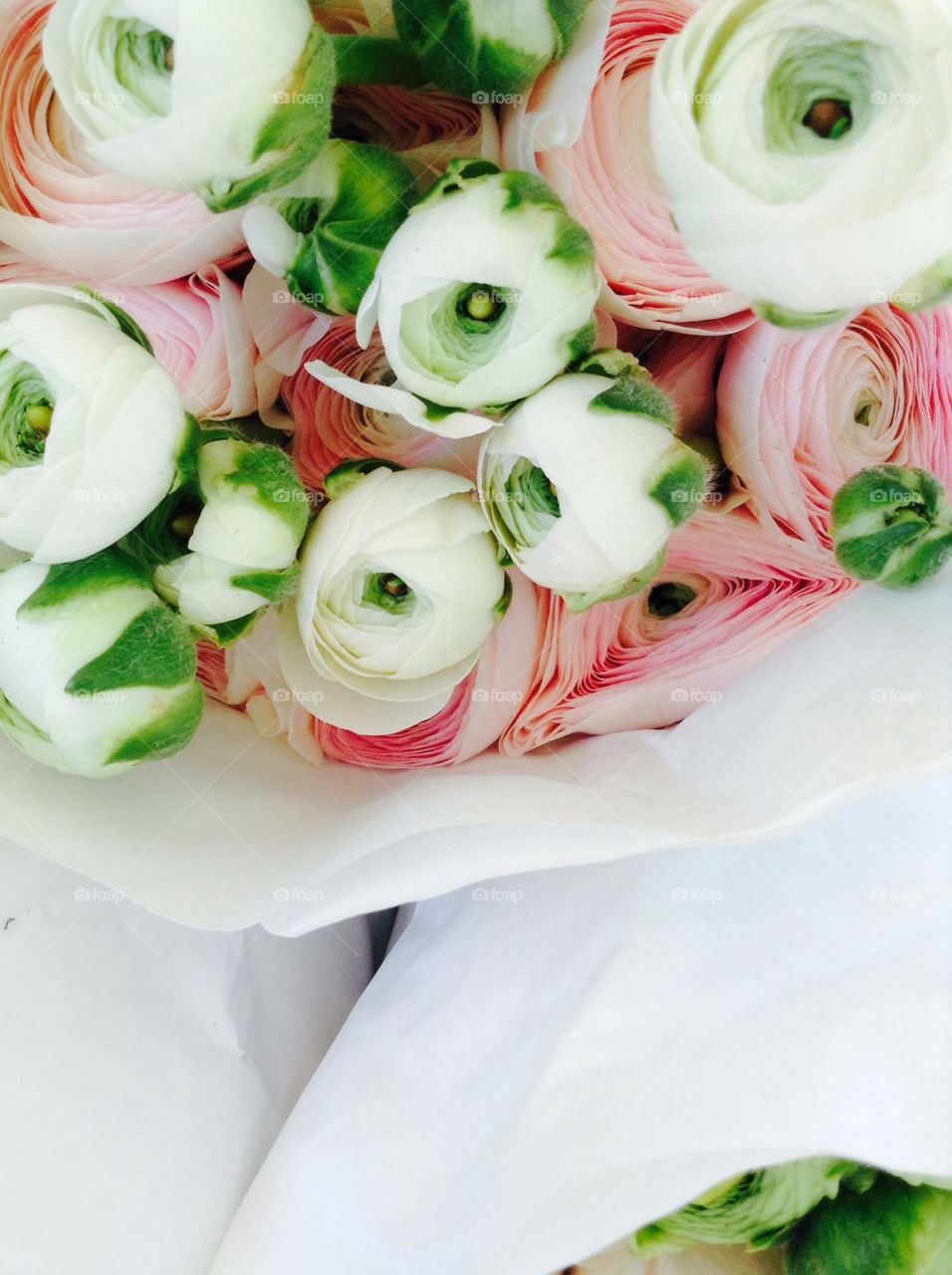 Pink and white Ranunculus