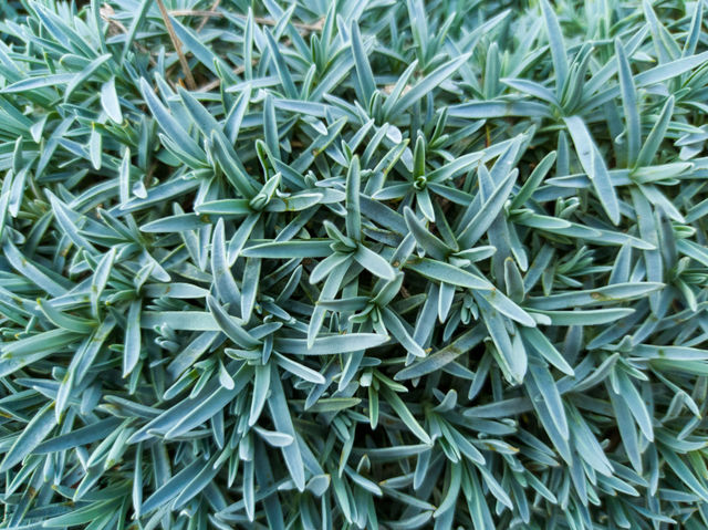 Ground Cover carnation in the garden. Close-up.