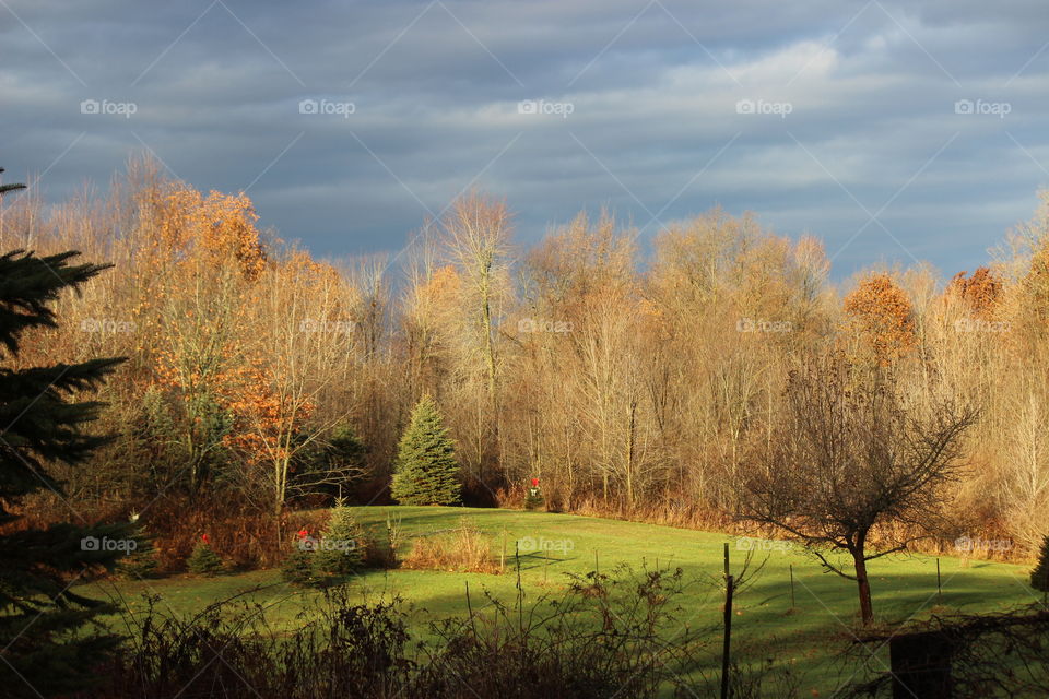 fall day in Michigan,  green grass, cloudy skies, hint of sun lighting up the woods where most of the leaves have fallen