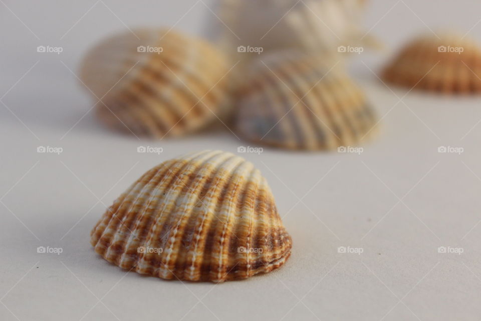 Close-up of striped scallop seashells