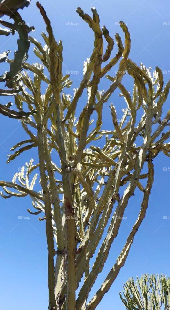 cactus in
Puerto de Morgan
Gran Canaria
Puerto de Mogán is a picturesque resort and fishing village in the municipality of Mogán, set at the mouth of a steep-sided valley on the southwest coast of the island of Gran Canaria. It attracts many tourists either to stay or on day-visits. Canals linking the marina to the fishing harbour have led to it being nicknamed "Little Venice" or the "Venice of the Canaries". Restaurants and bars fringe the marina and the beach front. On Fridays there is a very popular market which brings in tourists from all over the island.
Puerto de Mogán has very few buildings over two stories high, and the government of Gran Canaria restricts new buildings taller than this.
Puerto de Mogán can be reached via a new extension of the motorway GC1 (opened in March 2013) which