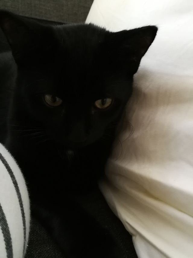 Kitten one