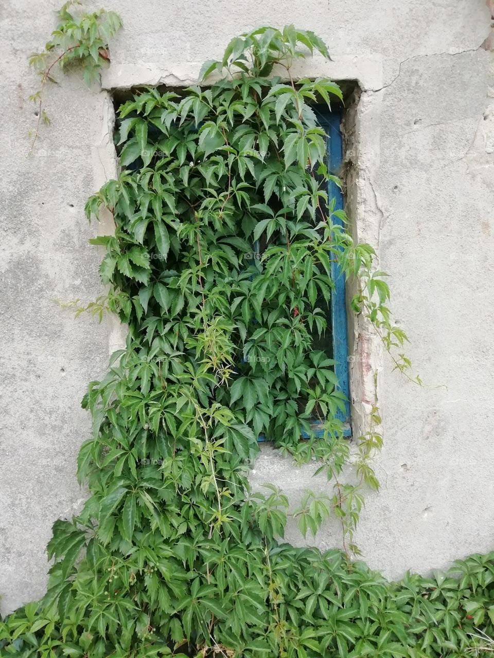 Plants growing on the window of the building