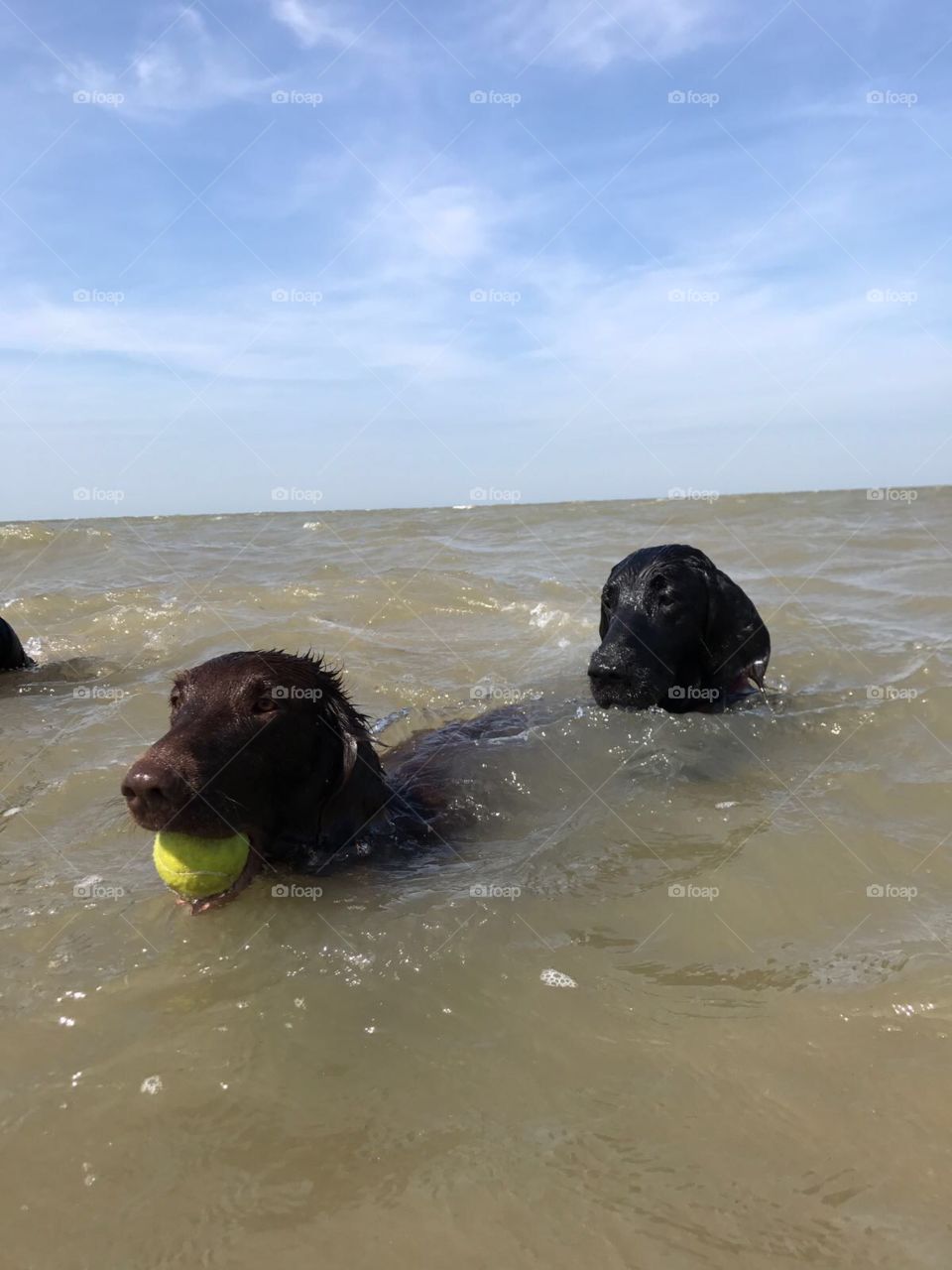 Flatcoat retrievers having great day swimming in the sea 