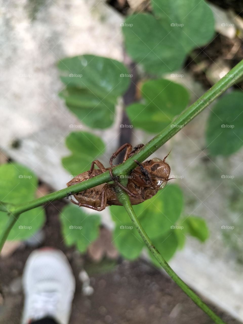 dead beetles drying on the leaves